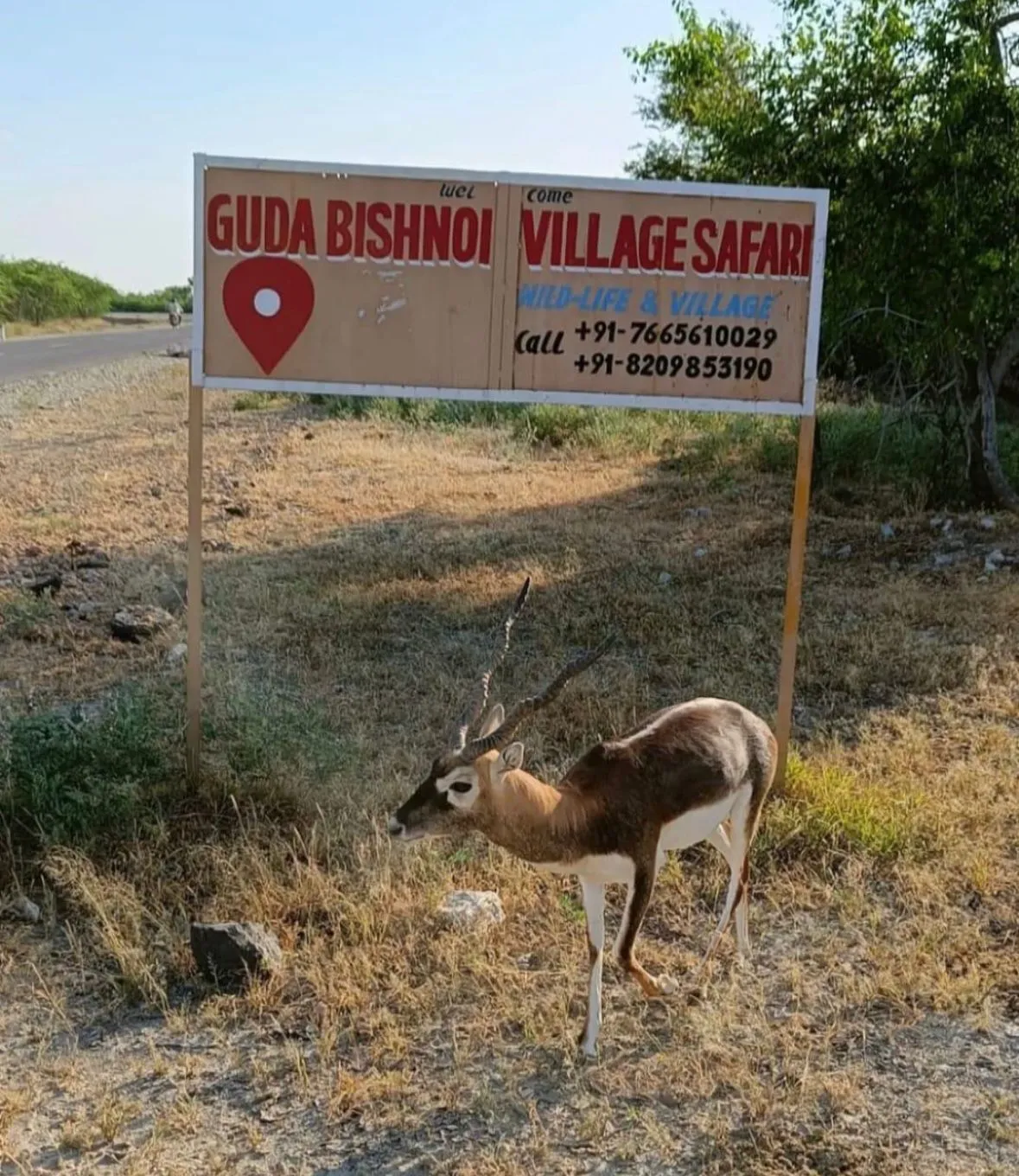 Chinkara