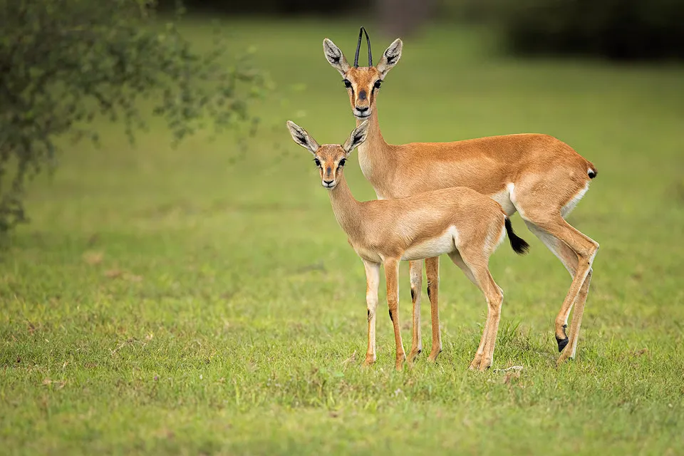 Chinkara (Indian Gazelle)