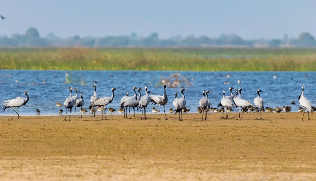 Demoiselle Crane (Kurjan) 1