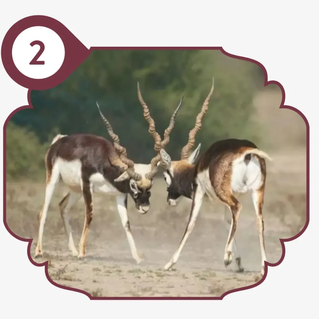 Guda Bishnoi Lake & Wildlife Visit 1