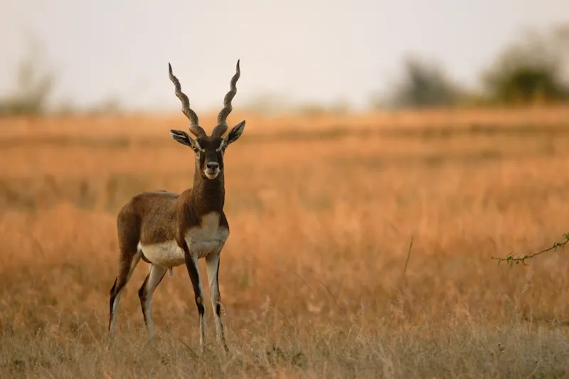 Blackbuck (Krishna Mrig)
